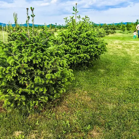 Yaev Family 3* Karlovo