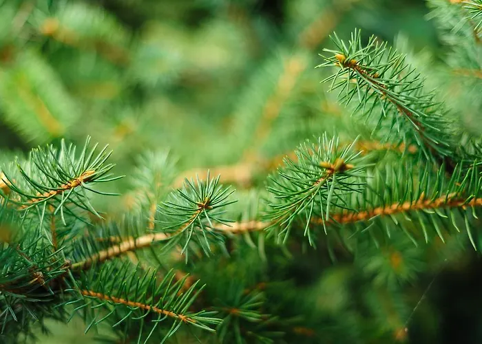 Хотел Yaev Family