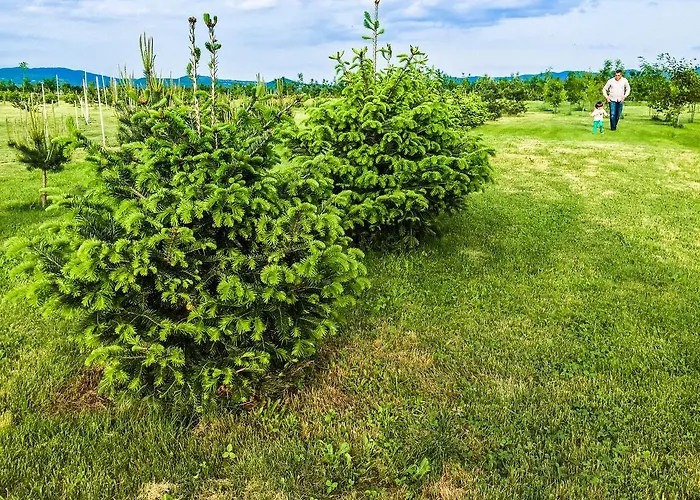 Yaev Family 3* Карлово