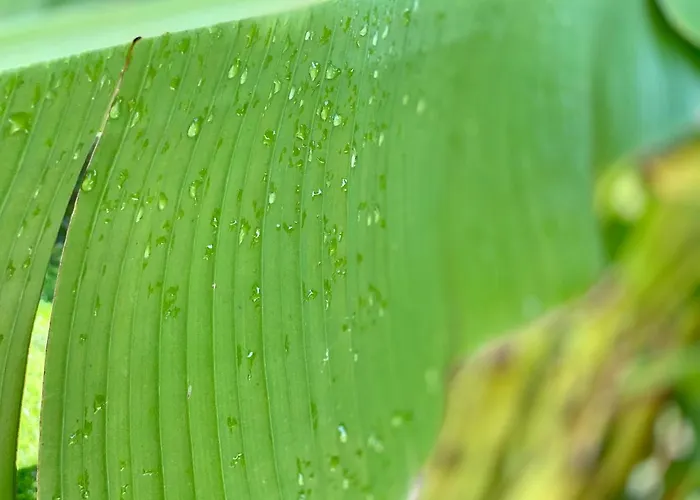 Хотел Yaev Family 3*