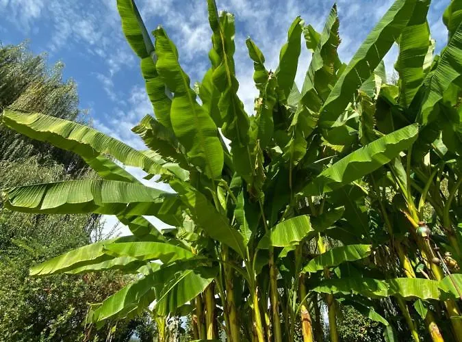 Yaev Family Хотел